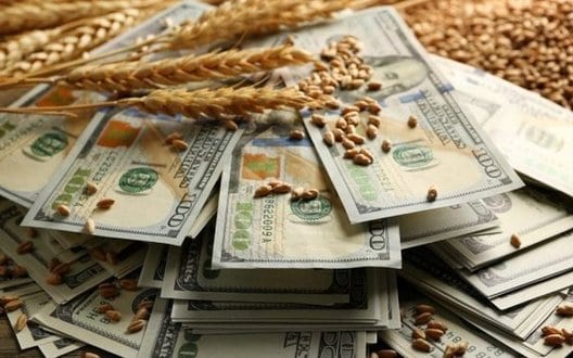 В Україні пшениця з урожайністю нижче 5 тонн з гектару опинилася на межі рентабельності