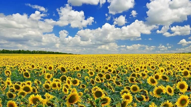 Росія стала програвати конкуренцію українській олії