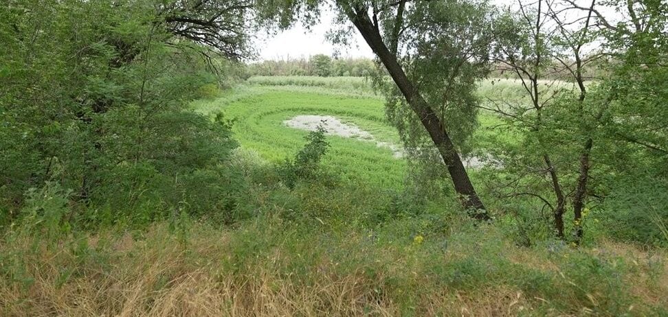 На місці Каховського водосховища формується унікальний ліс: такого більше ніде у світі немає